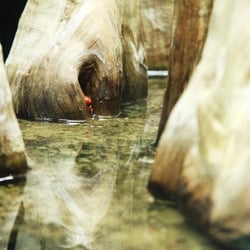 Krebshöhle