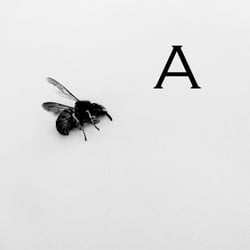 Insect
