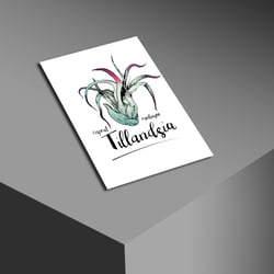 Tillandsia