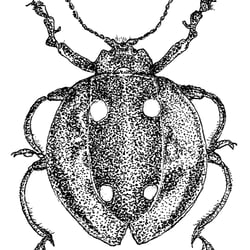 Kundenarbeit – Insekten
