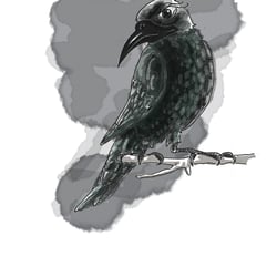 Krähe/Crow