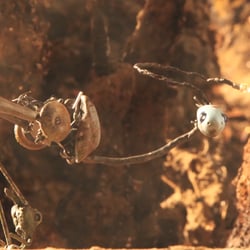 Puppet Building, Set Building, Puppet Animation, Compositing