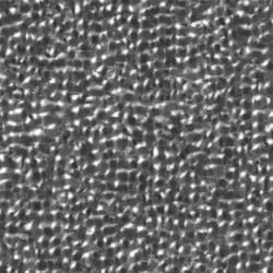 Monochrome – 50,8 cm
