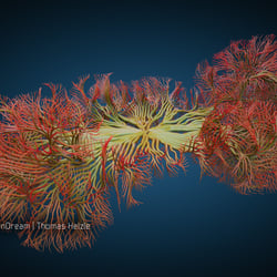 Coral Structure