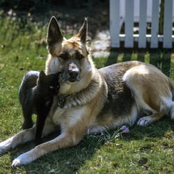 Schäferhund mit Katze