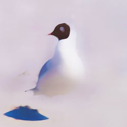 Gull and the beach