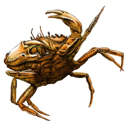 krabbe2
