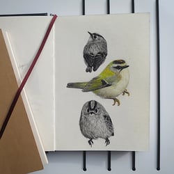 Goldhähnchen