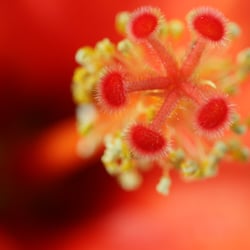 Hibiskus