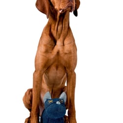 Animalisch gut