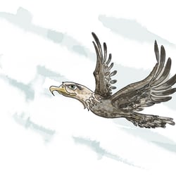 Adler/Eagle