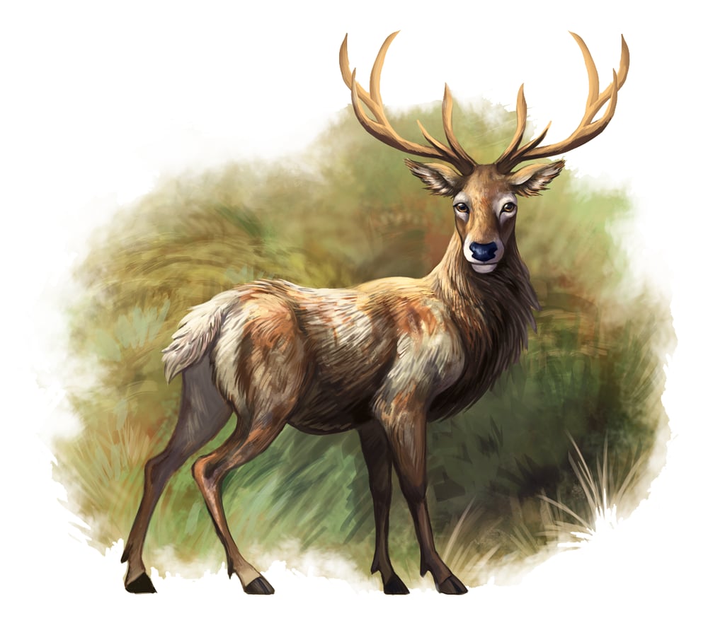 hirsch