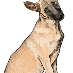 Junghund Illustration