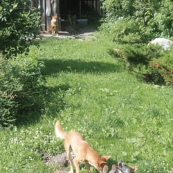 3 Dingos Tierpark Greifswald