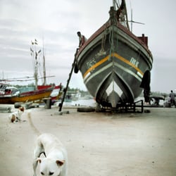 Straßenhund auf Sri Lanka