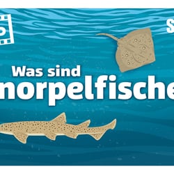 Sealife München – Erklärvideo über Knorpelfische