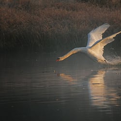 Schwan