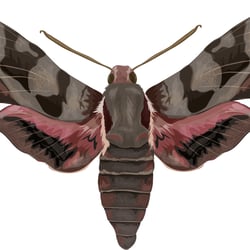 StripedHawkMoth