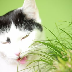 Bastet the Cat 2012 Teil 02