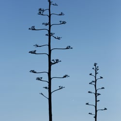 santa monica