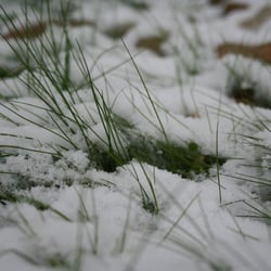 Grashalme im Schnee