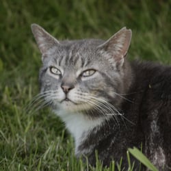 Cat 2014 Foto Übung