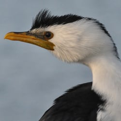 LITTLE PIED CORMORANT | MORNINGTON FORESHORE VIC | AUSTRALIEN