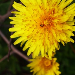Natur – Makrofotografie