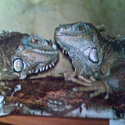 Dinogespräch