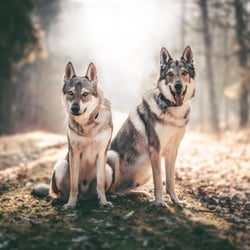 Namid & Baltic