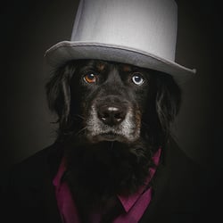Gentle Dog II