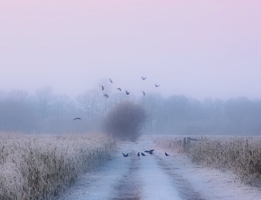 Krähen im Sonnenaufgang