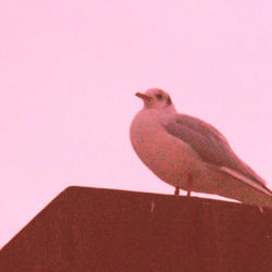 Rote Möwe