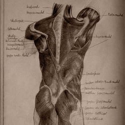 Studie nach Gottfried Bammes
