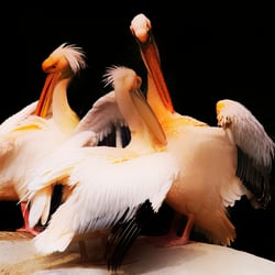 Pelican Trio