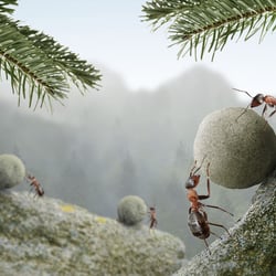 Tier und Pflanzenwelt Photoshop