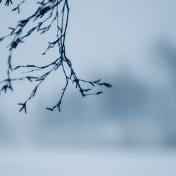 Birke im Winter