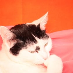 Bastet the Cat 2012 Teil 03