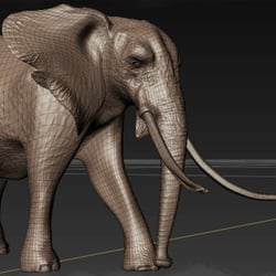 Elephant_03