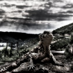 Serie Echsen-Invasion in Esslingen