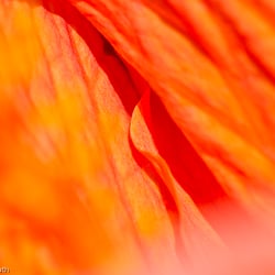 Blumenbild (55 von 60)