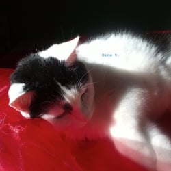 Bastet in Red No 08