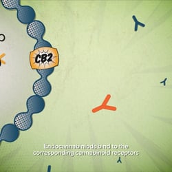 Endocannabinoid System Frontier Pharmaceutical That Works Media 06