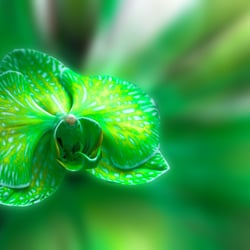 Grüne Orchidee