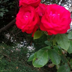 Natur 2012 Blumen Rosen