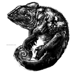 Chamäleon, Adobe Photoshop