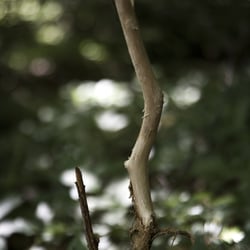 Wald und Wild