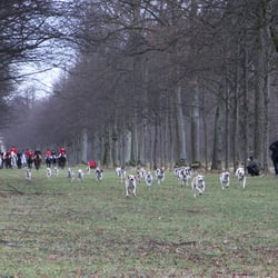 Meute in Action