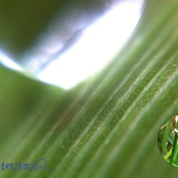 Wassertropf auf Grashalm…