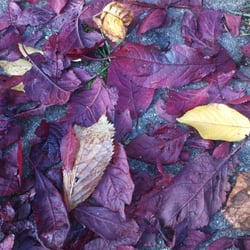Herbst…Oktober 2012 Teil 02